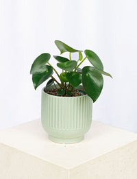 Raindrop + a Green Pot