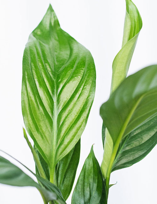 Peace Lily + a Green Pot