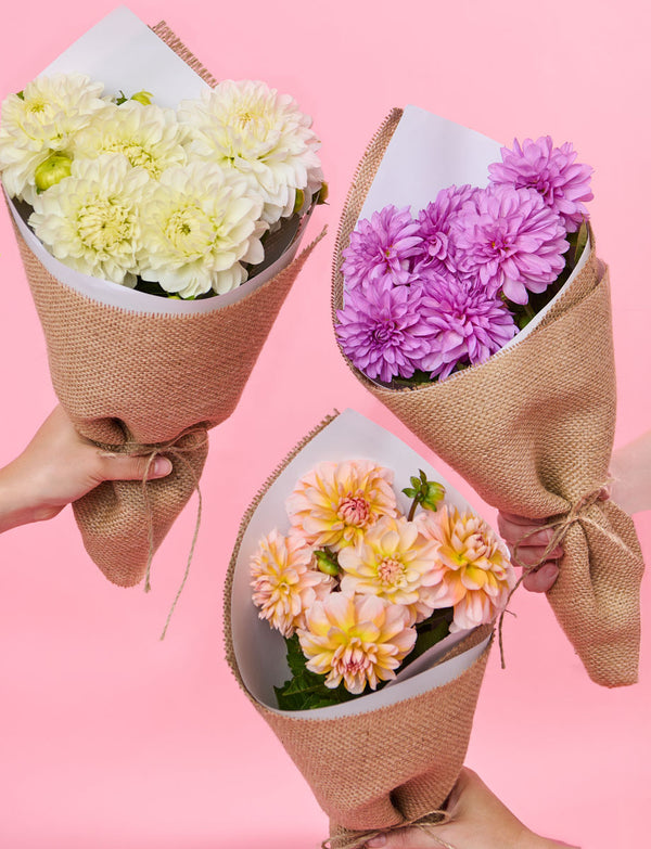 Sweet Splits Bundle with Dahlias