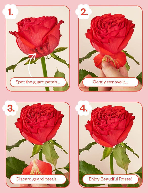 Sweet Bakes Bundle with Mixed Roses