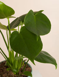 Monstera + a Pink Pot