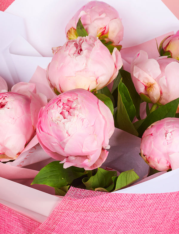 Peonies - Large Bunch