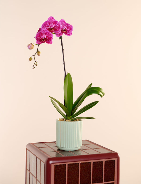 Phalaenopsis Orchid + a Green Pot