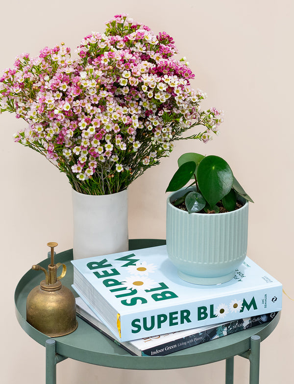 Phalaenopsis Orchid + a White Pot