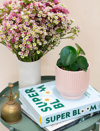 Peace Lily + a White Pot