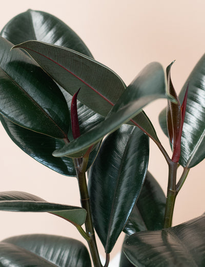 Ficus Elastica - Rubber Plant