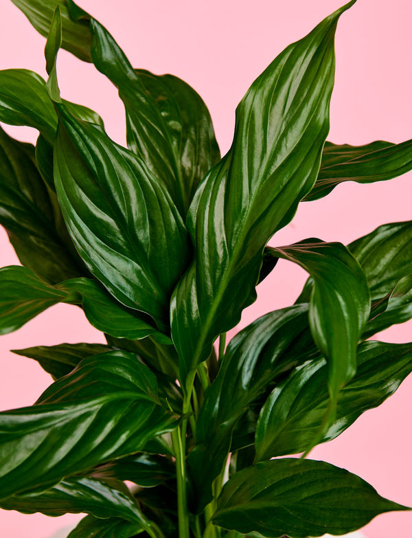 Christmas Peace Lily + White Pot
