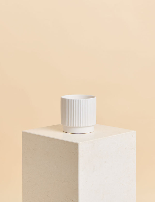 Ficus Elastica + a White Pot