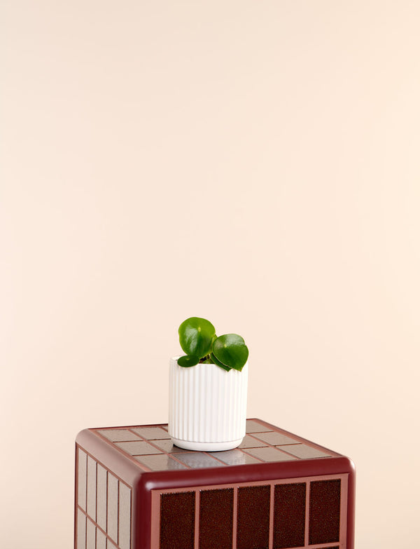 Raindrop + a White Pot