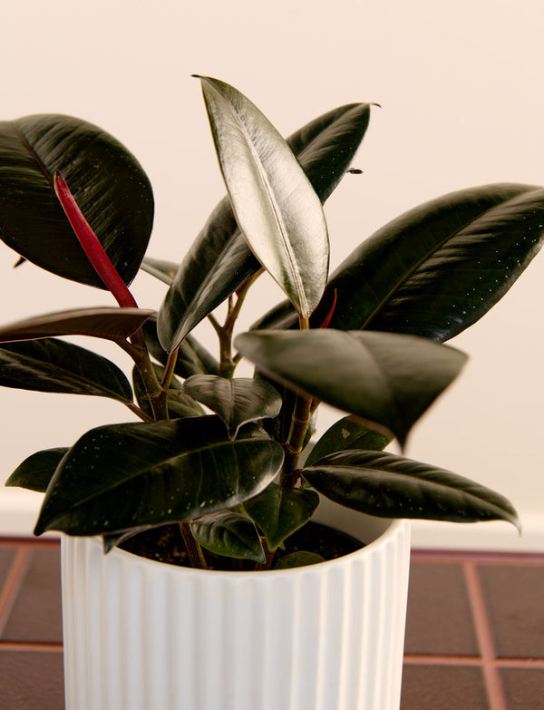 Ficus Elastica + a White Pot