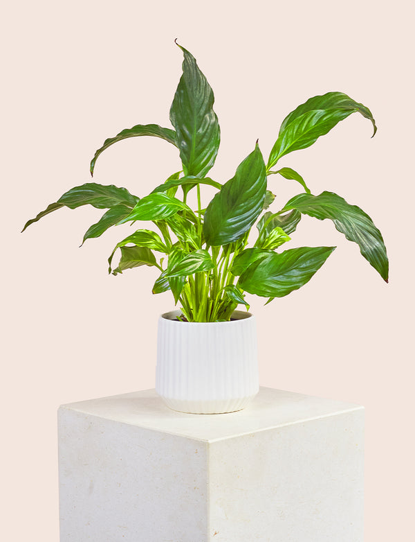 Peace Lily + a White Pot