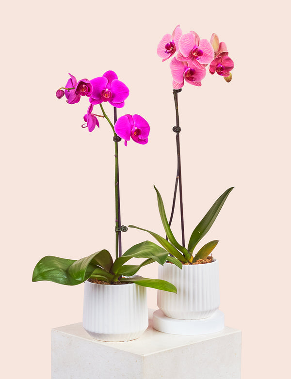 Phalaenopsis Orchid + a White Pot