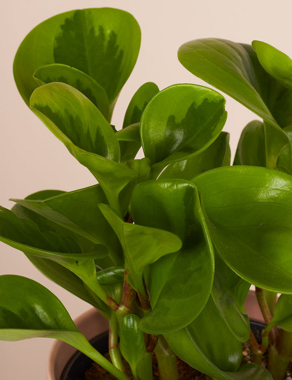 Peperomia + a Green Pot