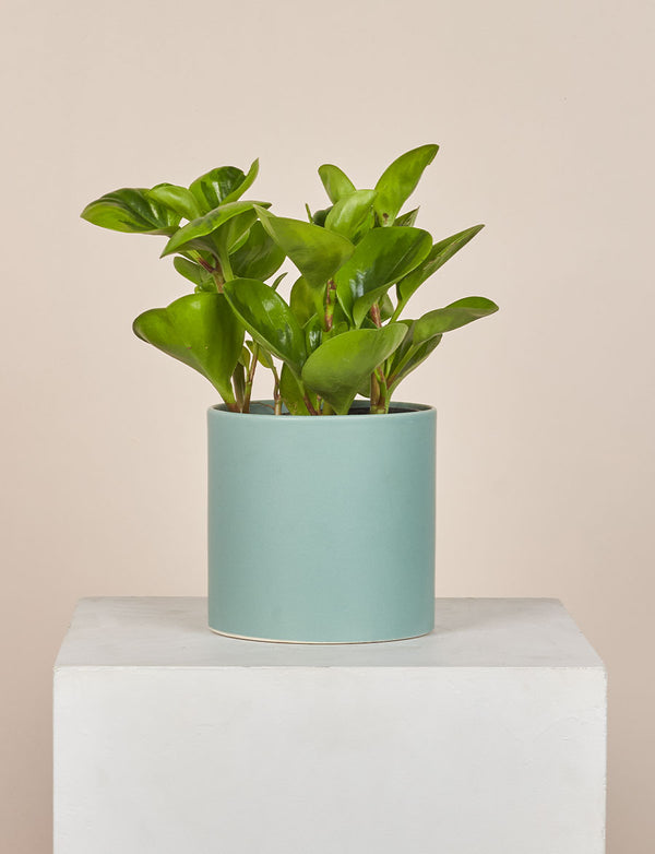 Peperomia + a Green Pot