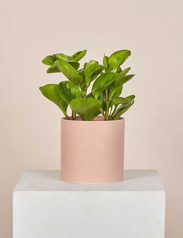 Peperomia + a Pink Pot