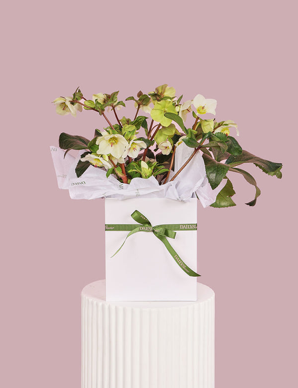 Hellebore Plant
