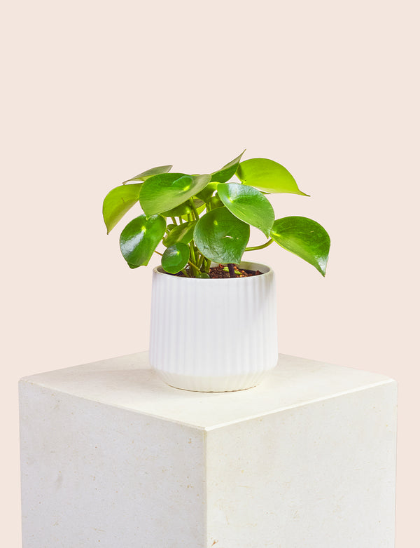 Raindrop + a White Pot