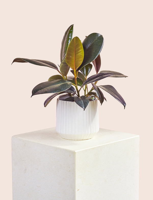 Ficus Elastica + a White Pot