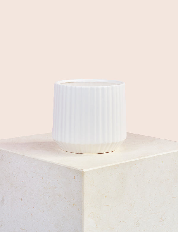 Ficus Elastica + a White Pot