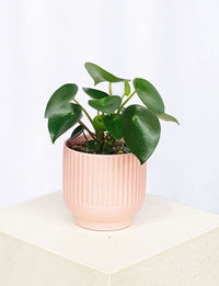 Raindrop + a Pink Pot