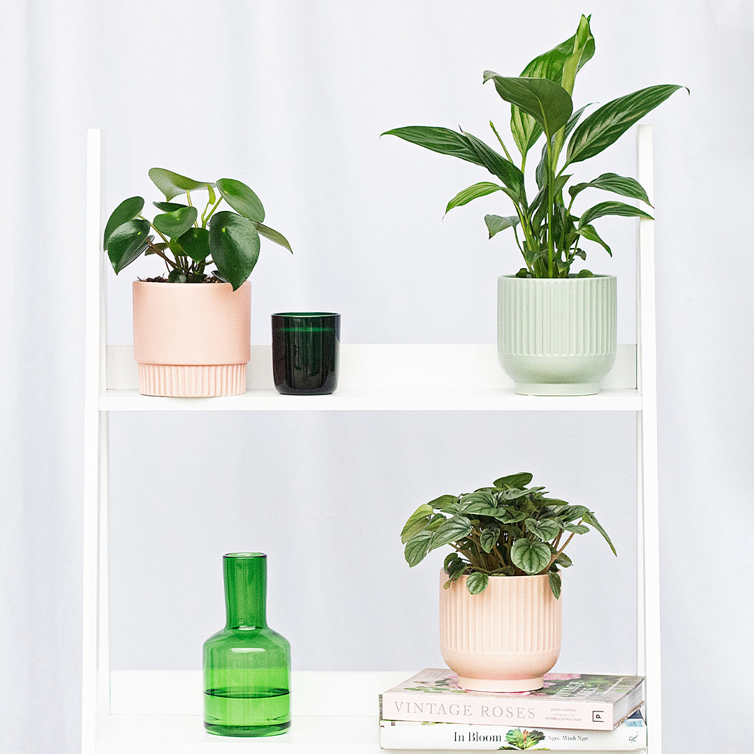 Plant Power! Introducing Our House Plants
