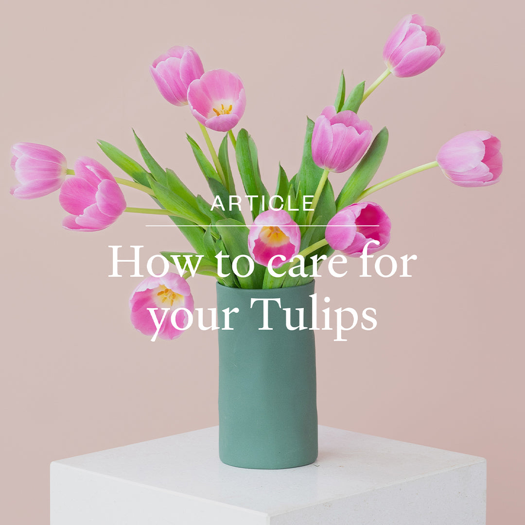 How to care for your Tulips