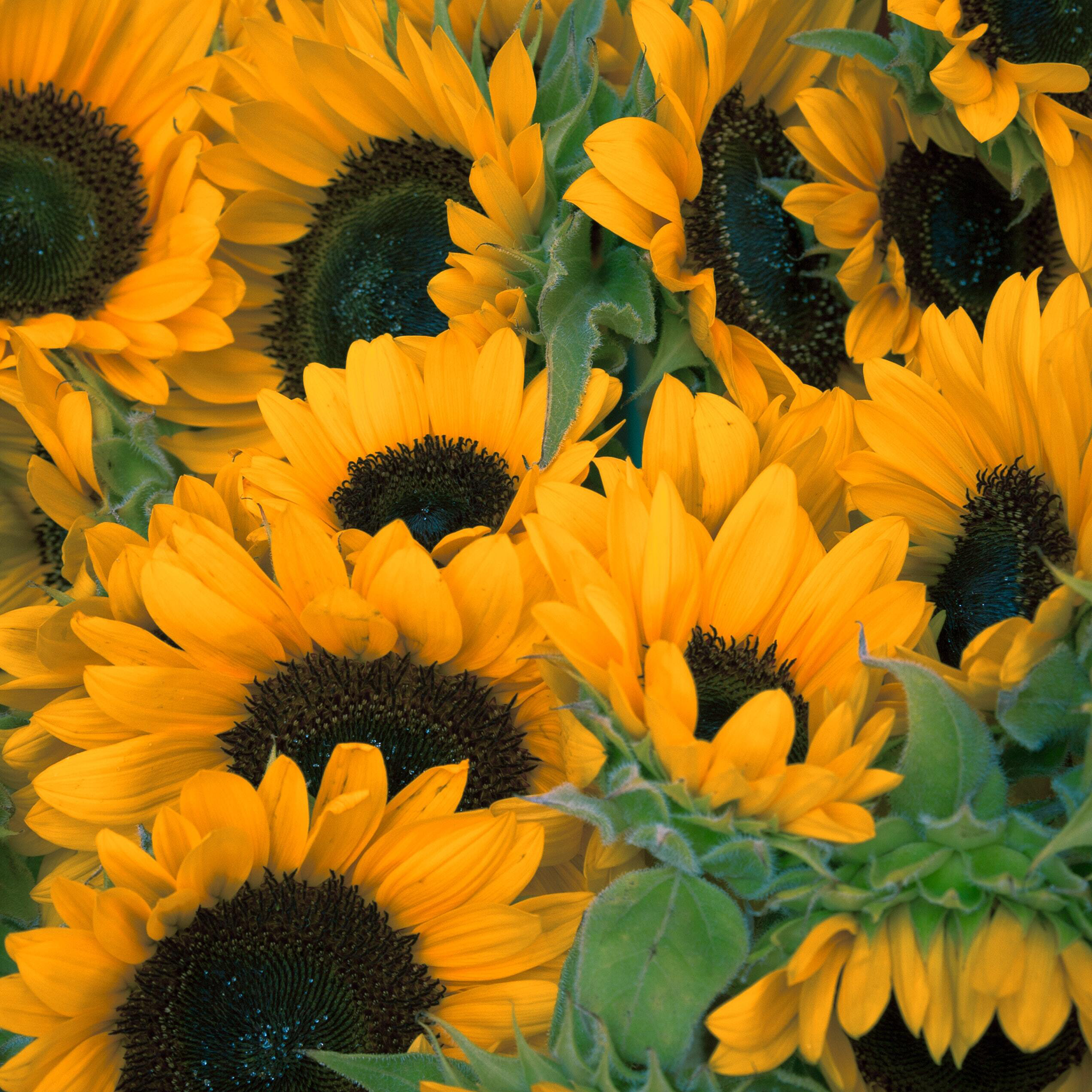 Tips To Care For Your Sunflowers
