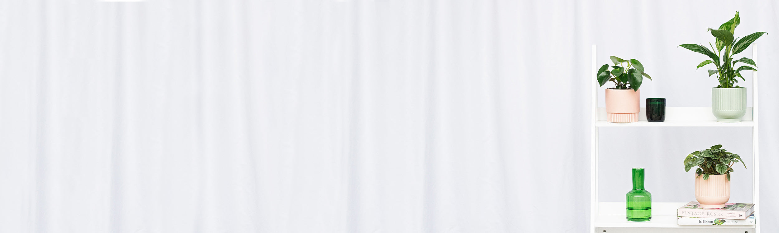 House Plants Indoor Pot Plant Delivery Daily Blooms