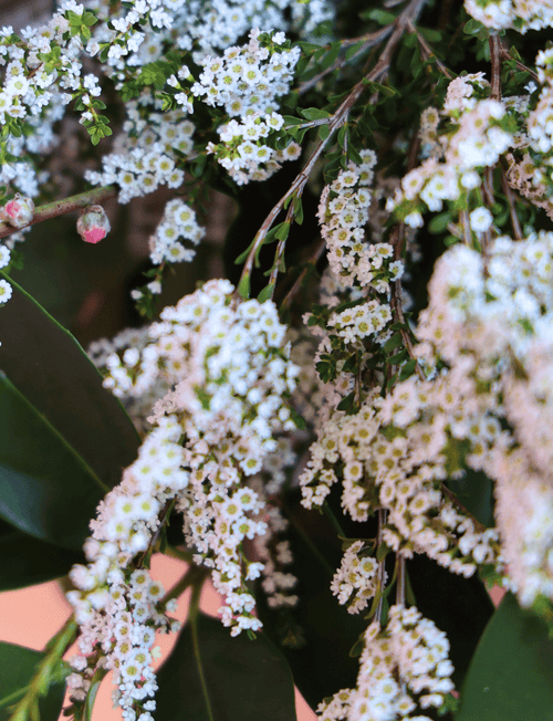 The Block - Living & Dining Week Bouquet