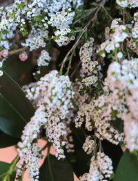 The Block - Living & Dining Week Bouquet