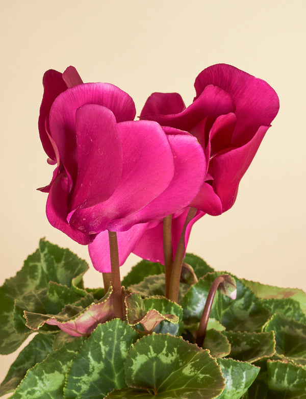 Small Cyclamen + a Pink Pot