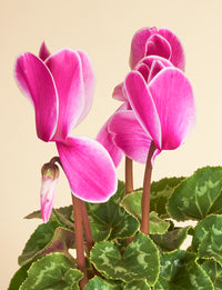 Small Cyclamen + a Pink Pot
