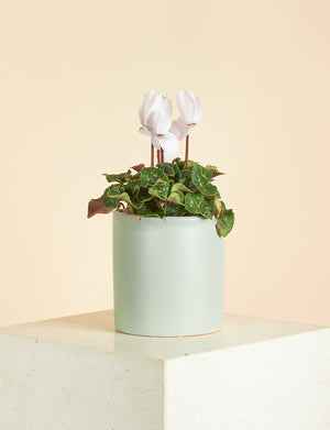 Small Cyclamen + a Green Pot