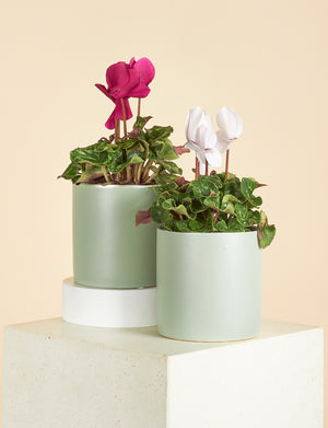 Small Cyclamen + a Green Pot
