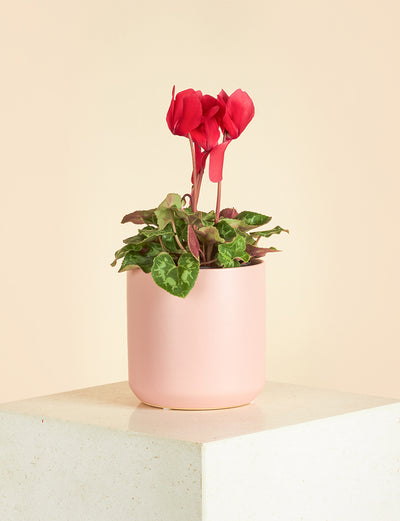 Small Cyclamen + a Pink Pot