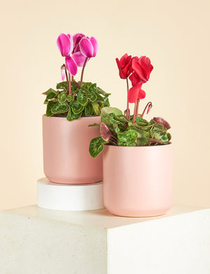 Small Cyclamen + a Pink Pot