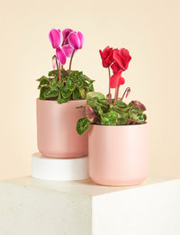 Small Cyclamen + a Pink Pot