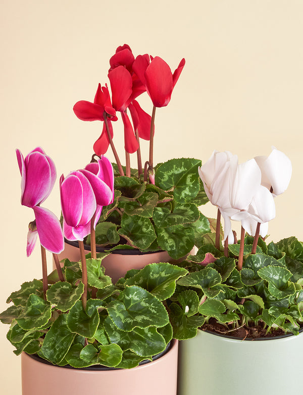 Small Cyclamen + a Pink Pot