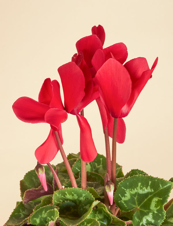 Small Cyclamen + a Pink Pot