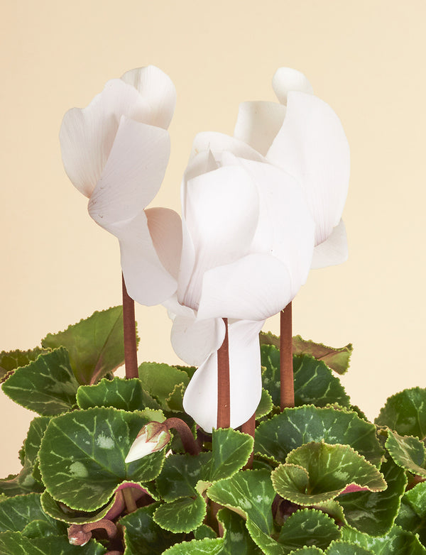 Small Cyclamen + a Pink Pot