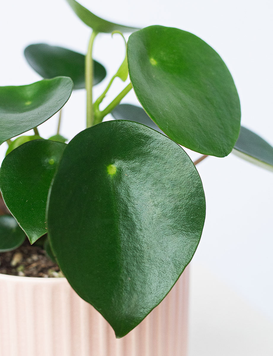 Raindrop + a Green Pot