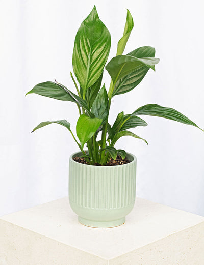 Peace Lily + a Green Pot