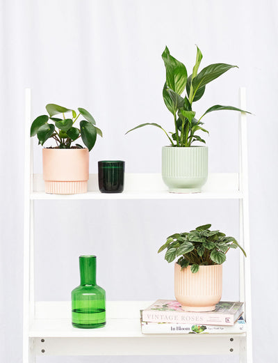 Phalaenopsis Orchid + a Green Pot