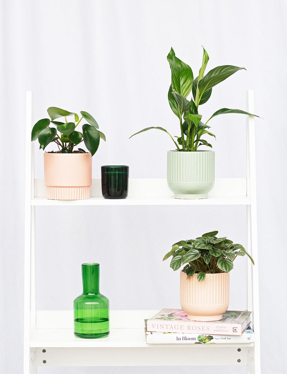 Peace Lily + a Green Pot