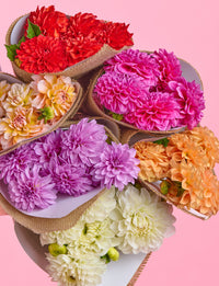 Sweet Splits Bundle with Dahlias