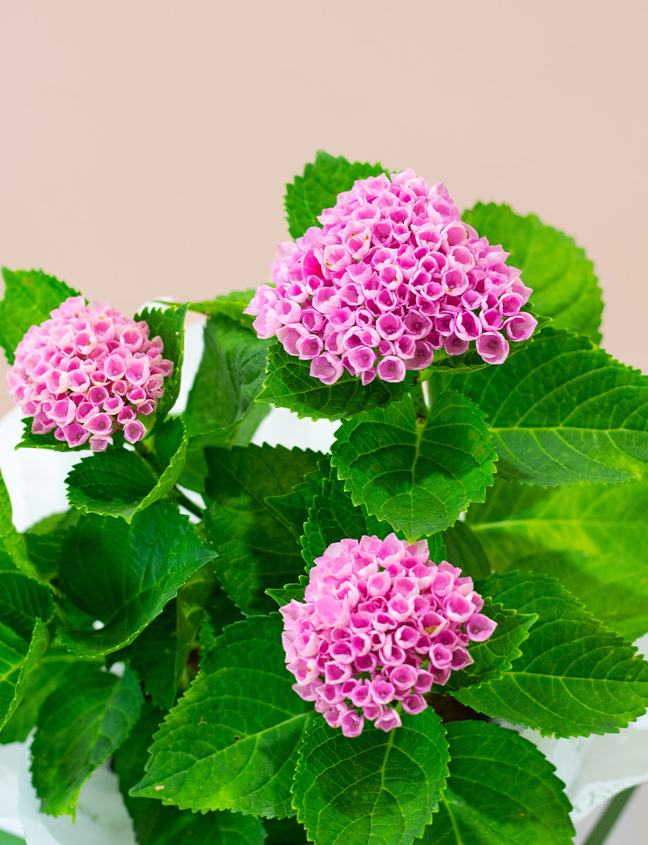 Hydrangea Plant