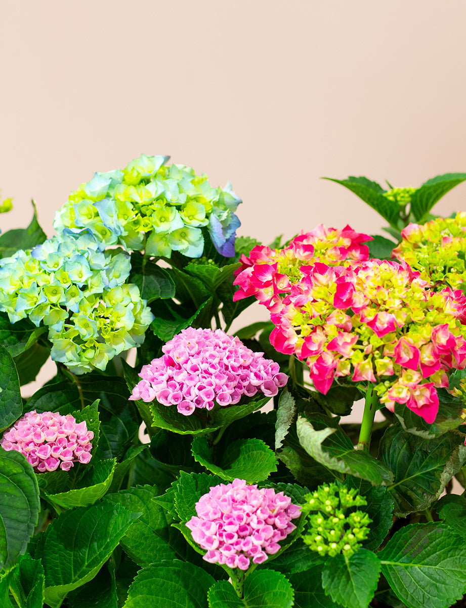 Hydrangea Plant