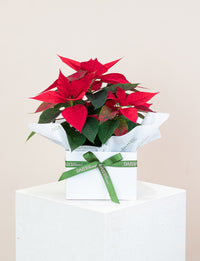 Poinsettia