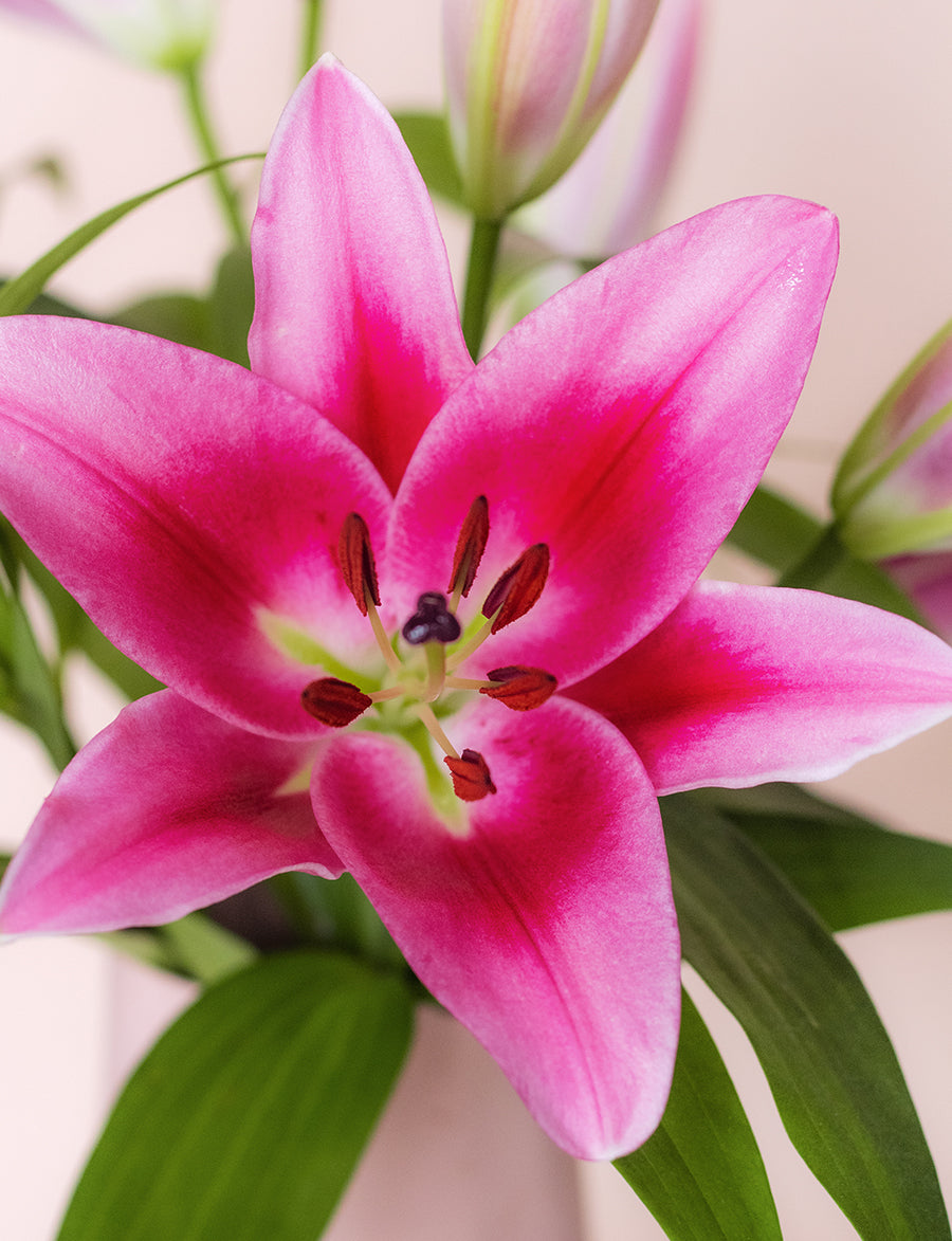 Oriental Lilies + a vase!