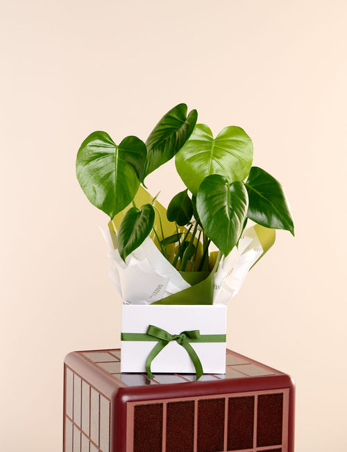 Monstera